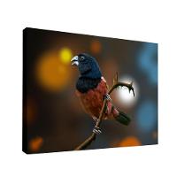 Quadro Curió -- Br Artes - 1