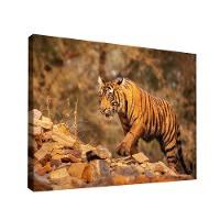 Quadro Tigre Nas Montanhas -- Br Artes - 1