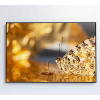 Quadro Borboleta Dourada 90x60 Cm Tecido Canvas - 8