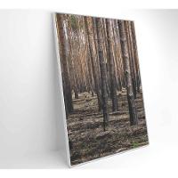 Quadro Eucaliptos 60x90 Cm Tecido Canvas - 8