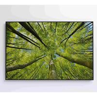 Quadro árvores 120x80 Cm Adesivo Fotográfico - 5