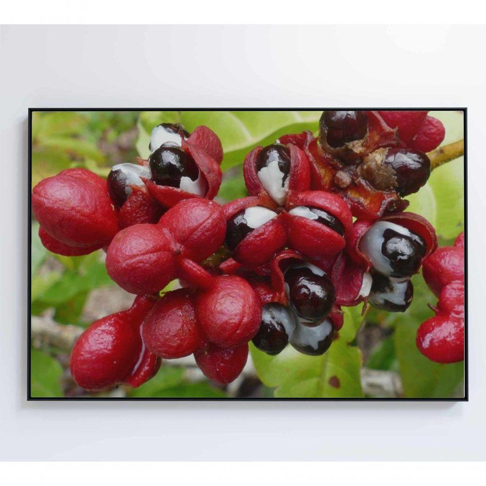 Quadro Guaraná Selvagem Amazônia 90x60 Cm Tecido Canvas - 2