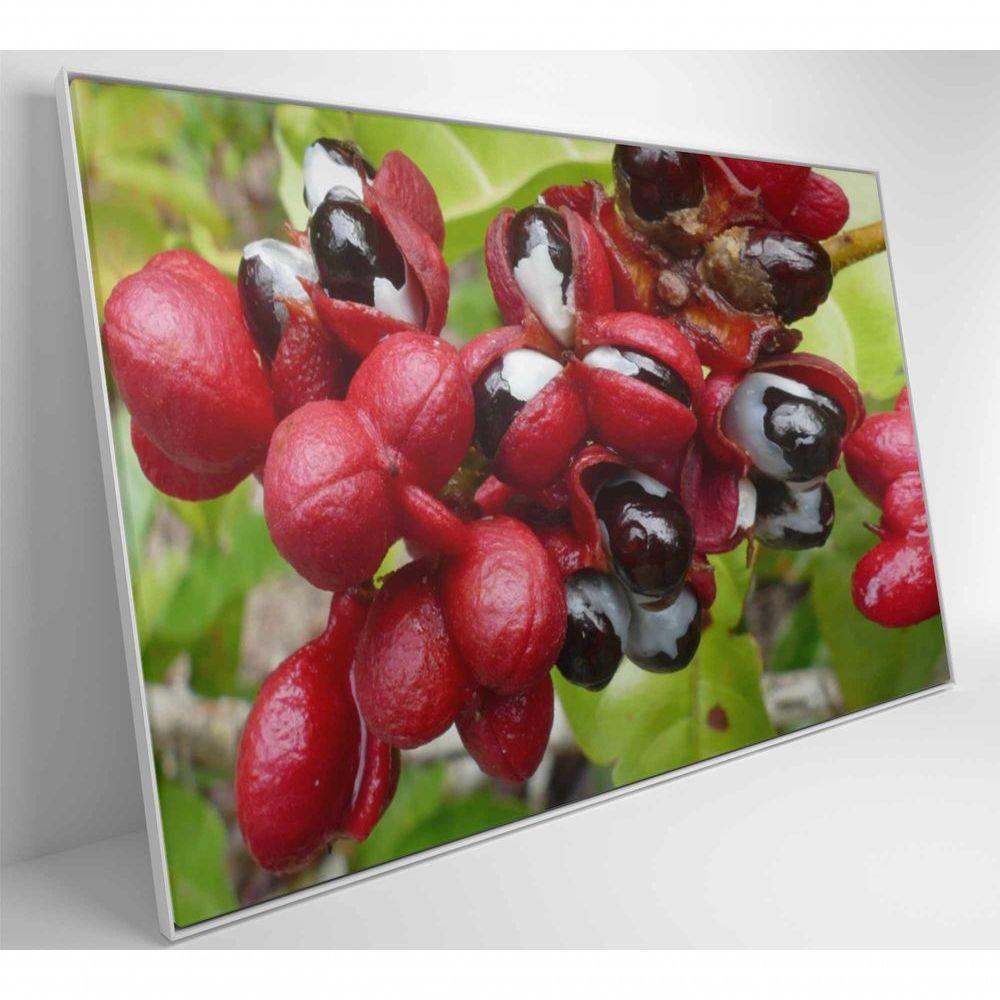 Quadro Guaraná Selvagem Amazônia 90x60 Cm Tecido Canvas - 7