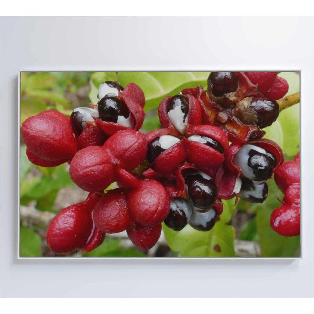 Quadro Guaraná Selvagem Amazônia 60x40 Cm Tecido Canvas - 3