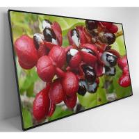 Quadro Guaraná Selvagem Amazônia 60x40 Cm Tecido Canvas - 5