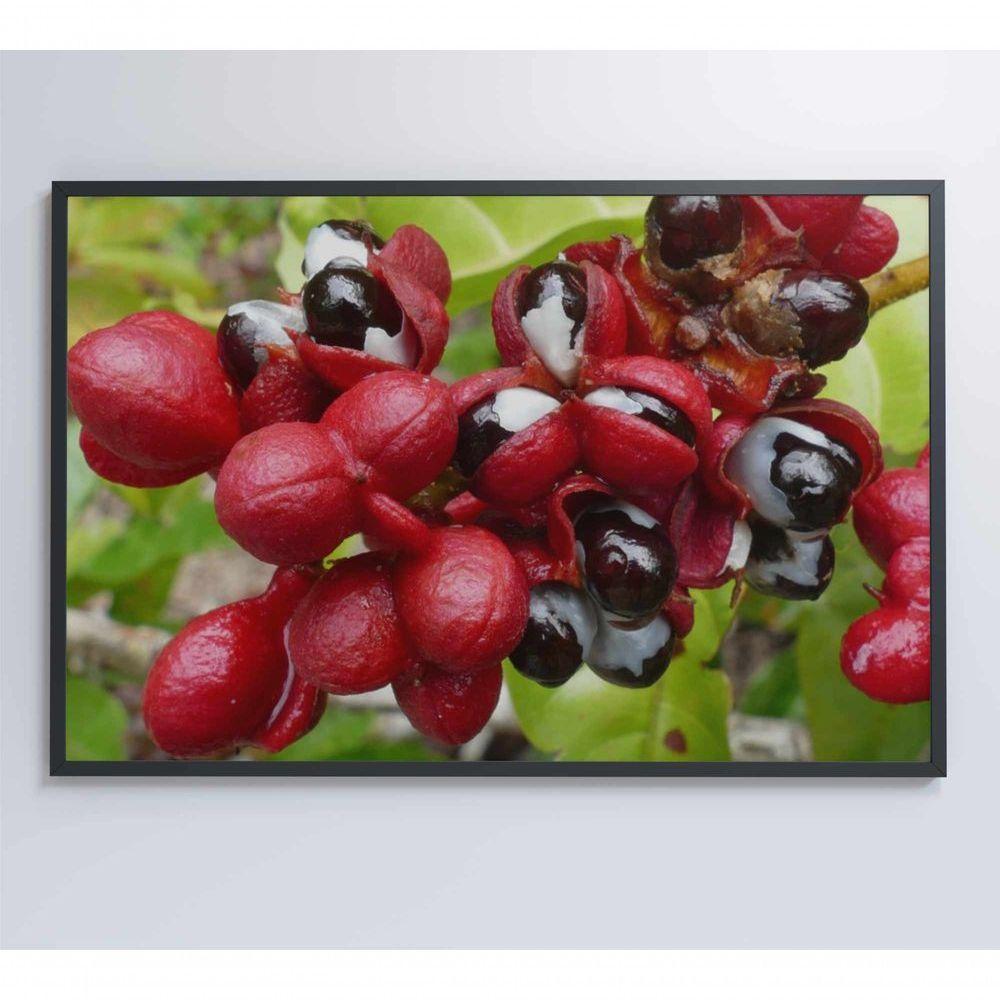 Quadro Guaraná Selvagem Amazônia 120x80 Cm Tecido Canvas - 1