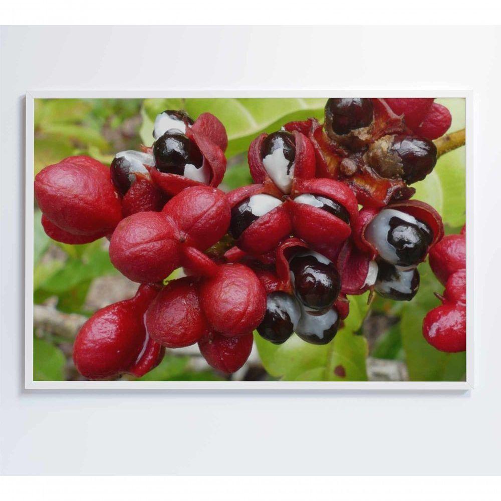 Quadro Guaraná Selvagem Amazônia 120x80 Cm Tecido Canvas - 4
