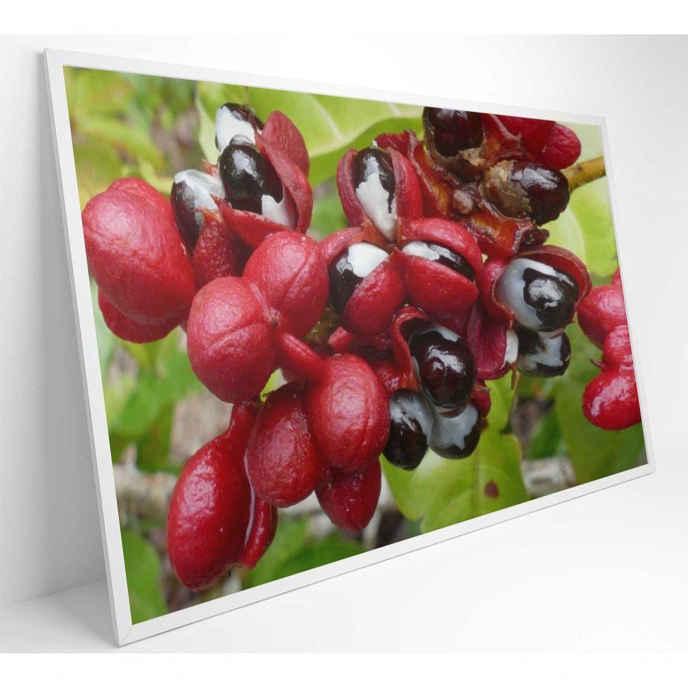 Quadro Guaraná Selvagem Amazônia 120x80 Cm Tecido Canvas - 6
