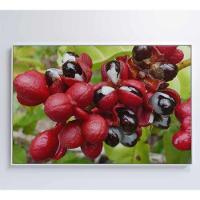 Quadro Guaraná Selvagem Amazônia 120x80 Cm Tecido Canvas - 5