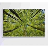 Quadro árvores 120x80 Cm Vidro Impresso