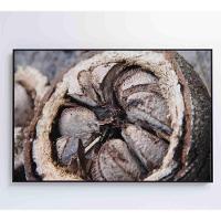 Quadro Castanha Do Pará Amazônia 60x40 Cm Vidro Impresso