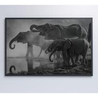 Quadro Elefantes 120x80 Cm Adesivo Fotográfico - 5