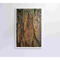 Quadro Tronco árvore Detalhe 40x60 Cm Vidro Impresso - 2