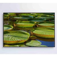 Quadro Vitória Regia Amazônia 120x80 Cm Tecido Canvas - 2