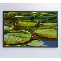 Quadro Vitória Regia Amazônia 120x80 Cm Tecido Canvas - 5