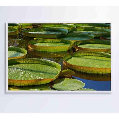 Quadro Vitória Regia Amazônia 60x40 Cm Adesivo Fotográfico