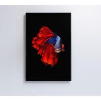 Quadro Peixe Beta Azul E Vermelho 60x90 Cm Adesivo Fotográfico - 1