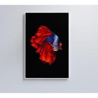 Quadro Peixe Beta Azul E Vermelho 60x90 Cm Adesivo Fotográfico - 2