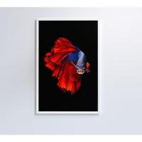 Quadro Peixe Beta Azul E Vermelho 60x90 Cm Adesivo Fotográfico - 4