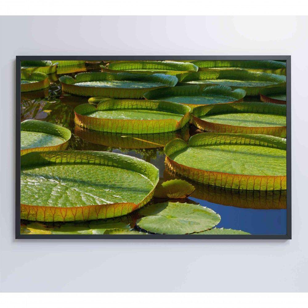 Quadro Vitória Regia Amazônia 60x40 Cm Vidro Impresso - 5