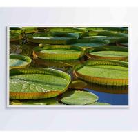 Quadro Vitória Regia Amazônia 60x40 Cm Vidro Impresso - 1