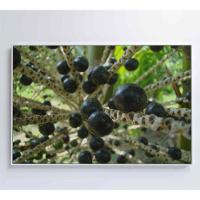 Quadro Açaí 60x40 Cm Adesivo Fotográfico