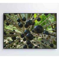 Quadro Açaí 60x40 Cm Adesivo Fotográfico - 7
