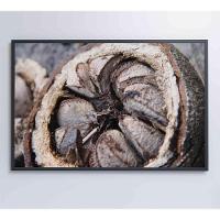 Quadro Castanha Do Pará Amazônia 60x40 Cm Tecido Canvas - 1