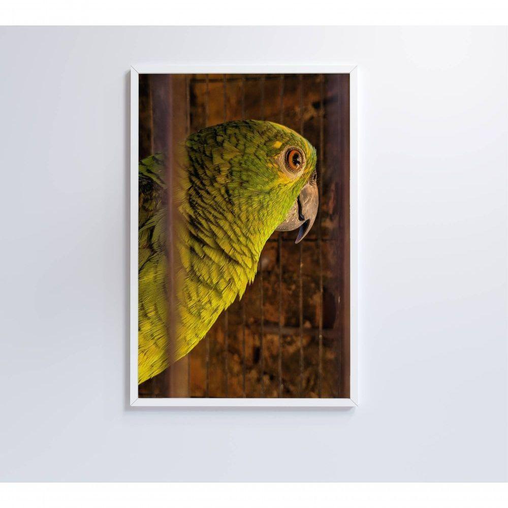 Quadro Papagaio 60x90 Cm Tecido Canvas - 5