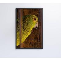 Quadro Papagaio 60x90 Cm Tecido Canvas - 7
