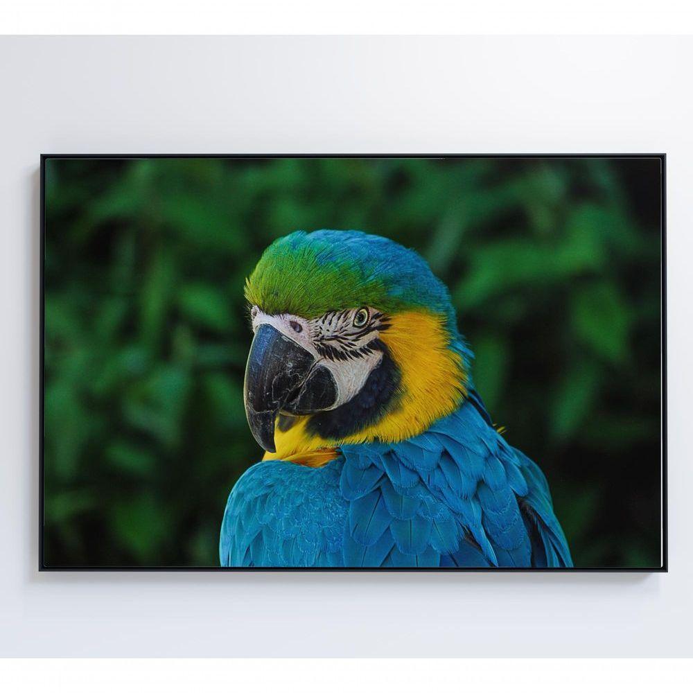 Quadro Arara 60x40 Cm Adesivo Fotográfico - 3