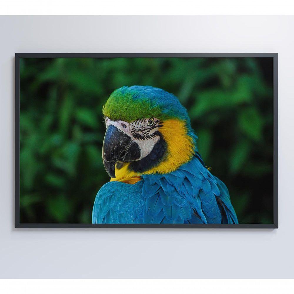 Quadro Arara 60x40 Cm Adesivo Fotográfico - 4