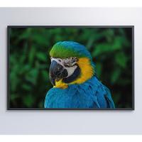 Quadro Arara 60x40 Cm Adesivo Fotográfico