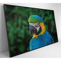 Quadro Arara 60x40 Cm Adesivo Fotográfico - 5
