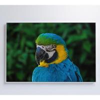 Quadro Arara 60x40 Cm Adesivo Fotográfico - 7