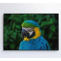 Quadro Arara 60x40 Cm Tecido Canvas - 5