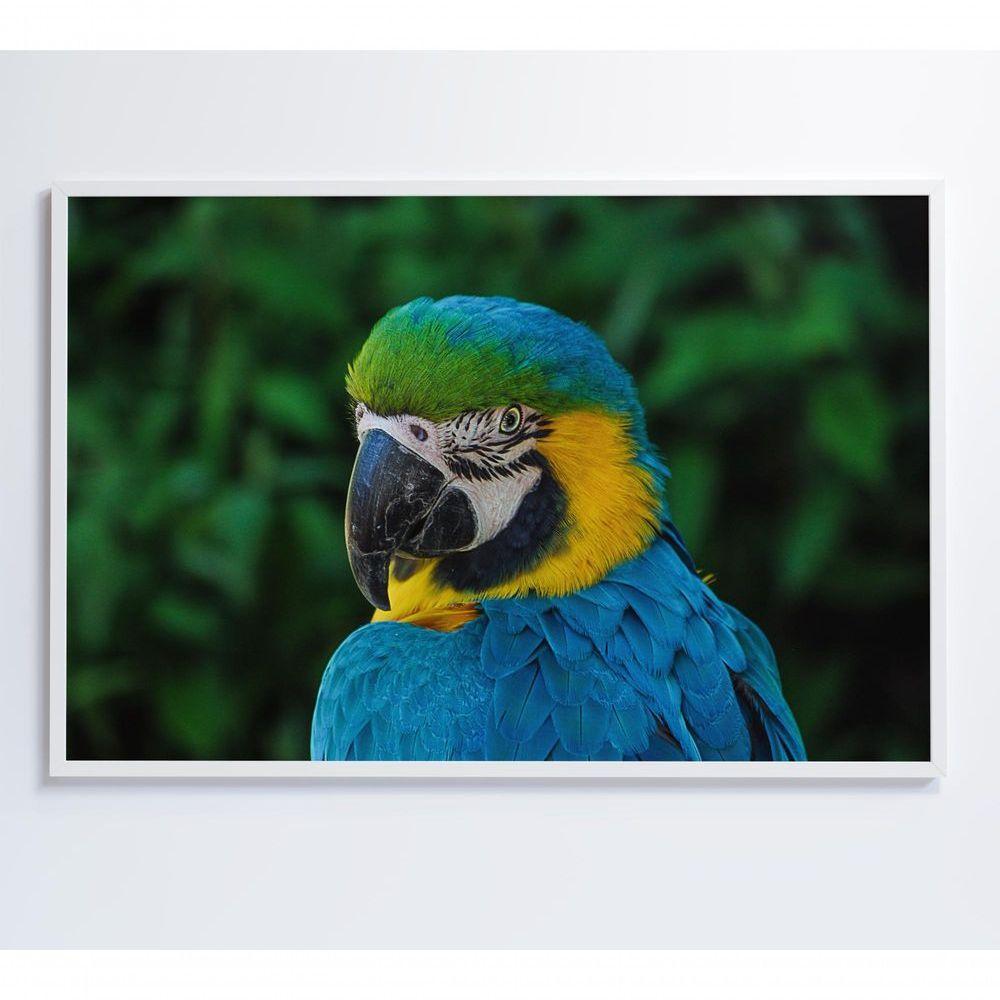 Quadro Arara 90x60 Cm Tecido Canvas - 2